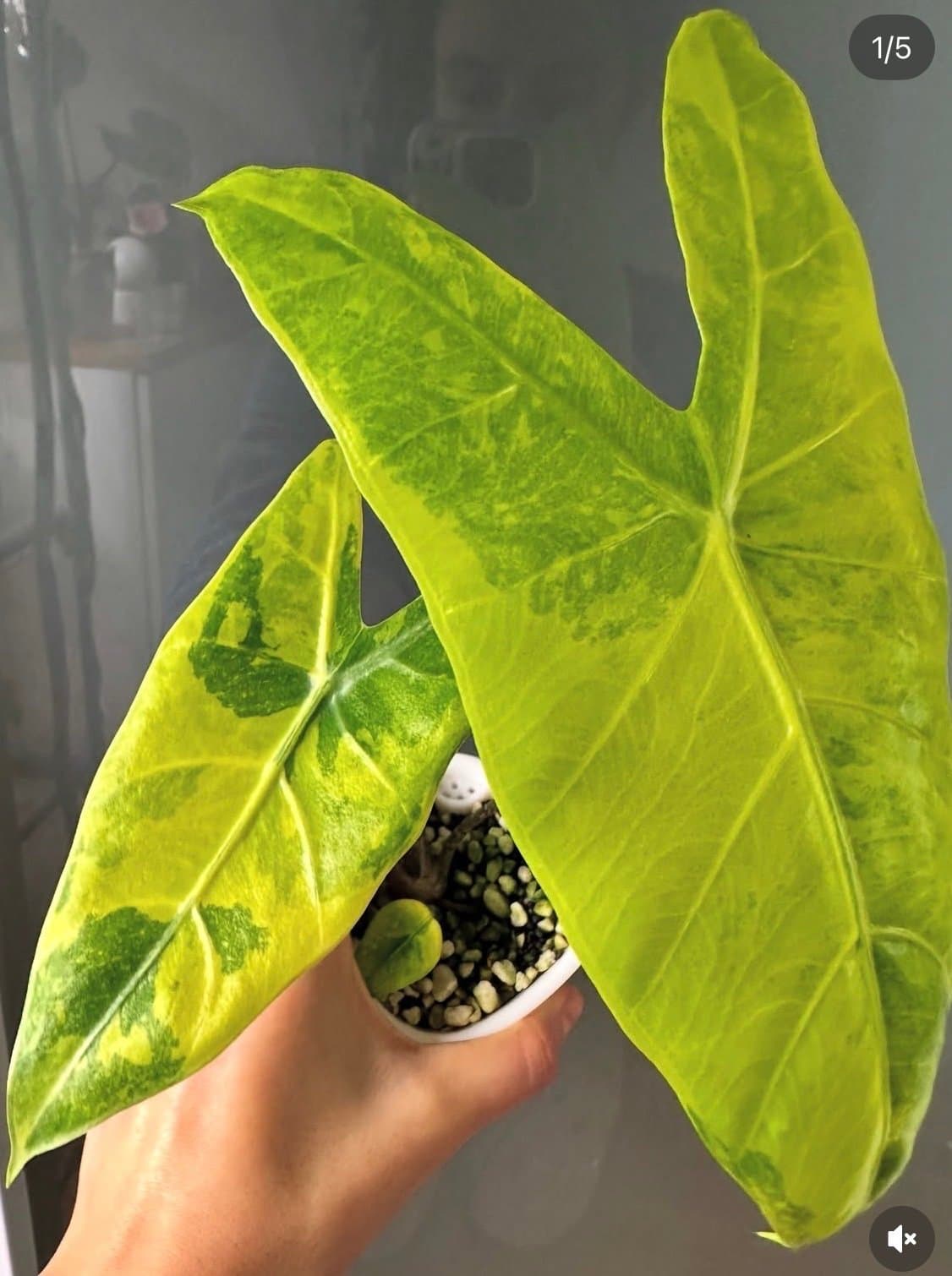 Alocasia longiloba lemon lime Variegata