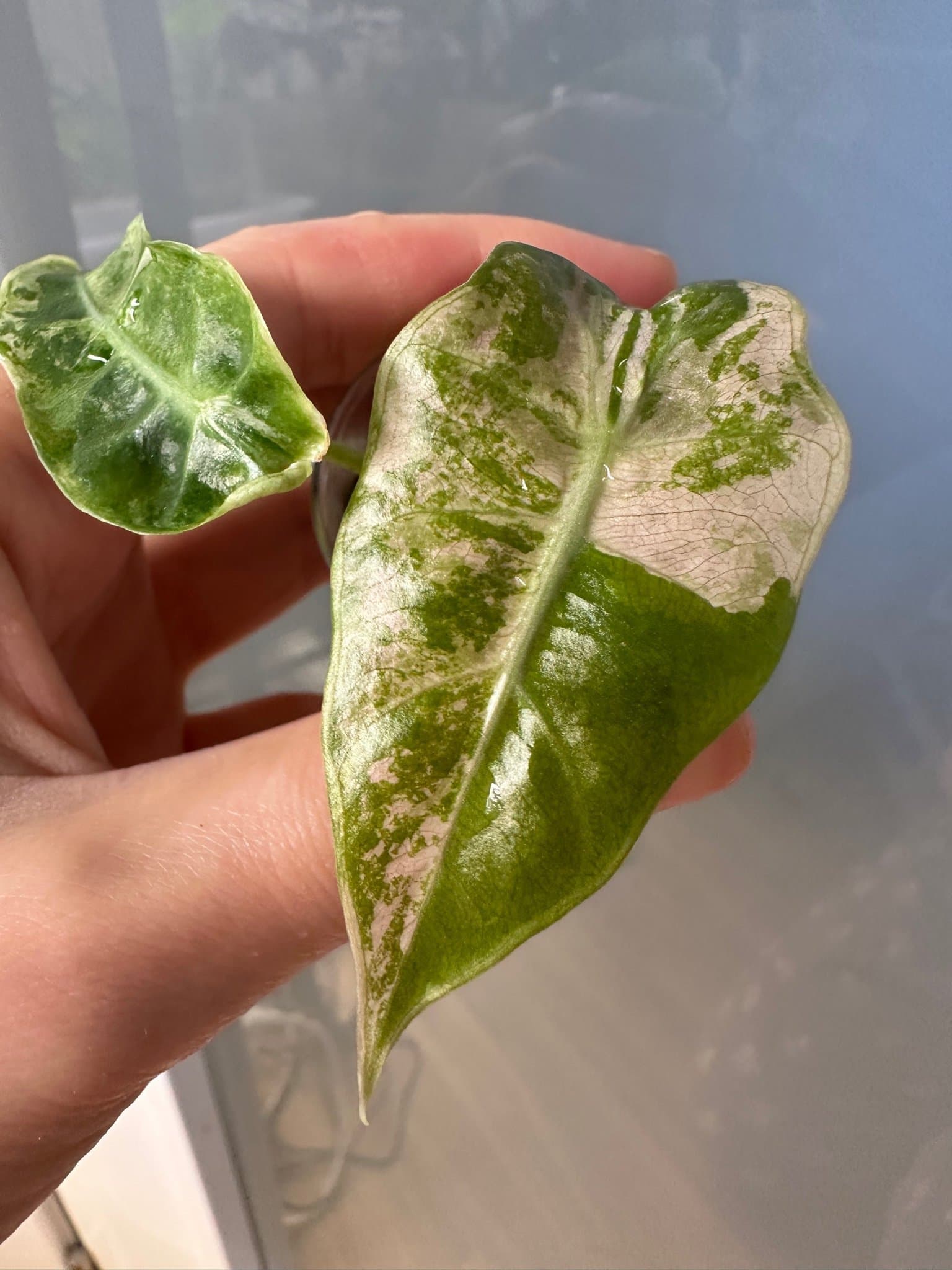 Alocasia amazonica pink Variegata