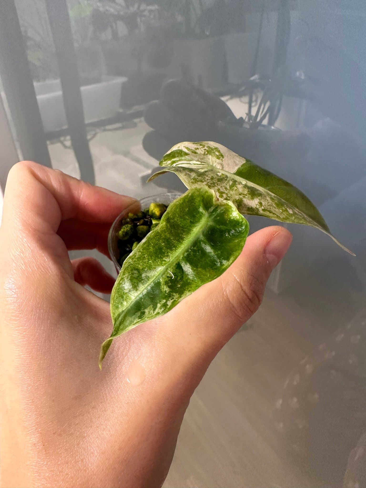 Alocasia amazonica pink Variegata