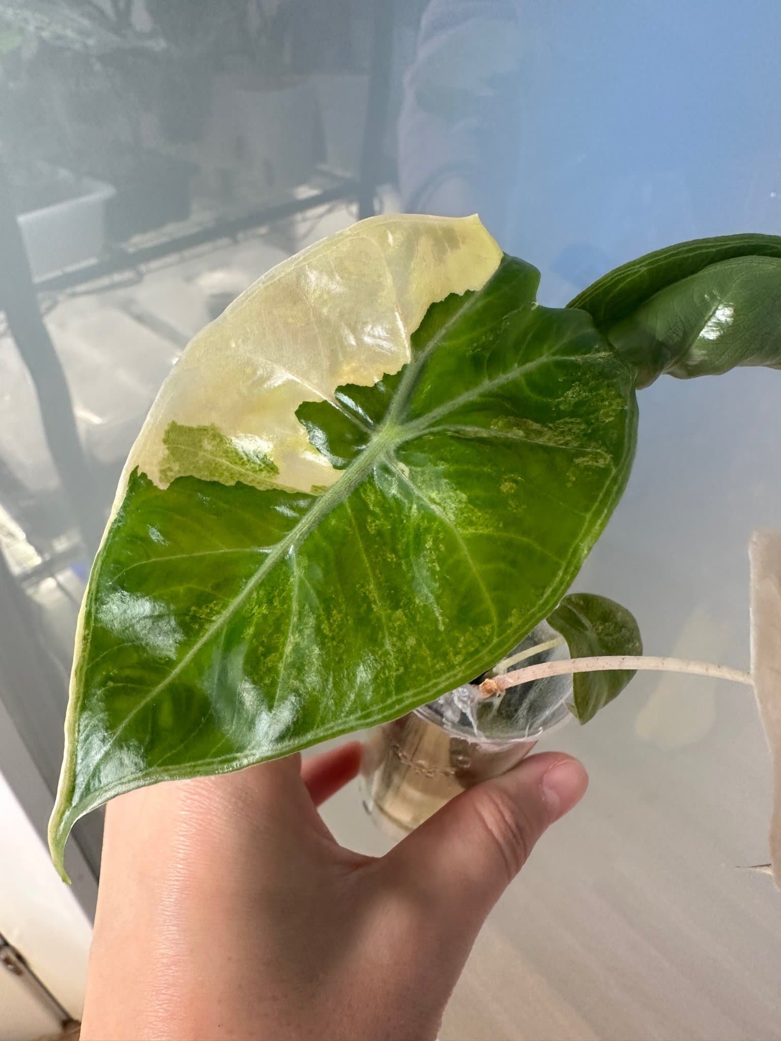 Alocasia nairobi nights aurea Variegata