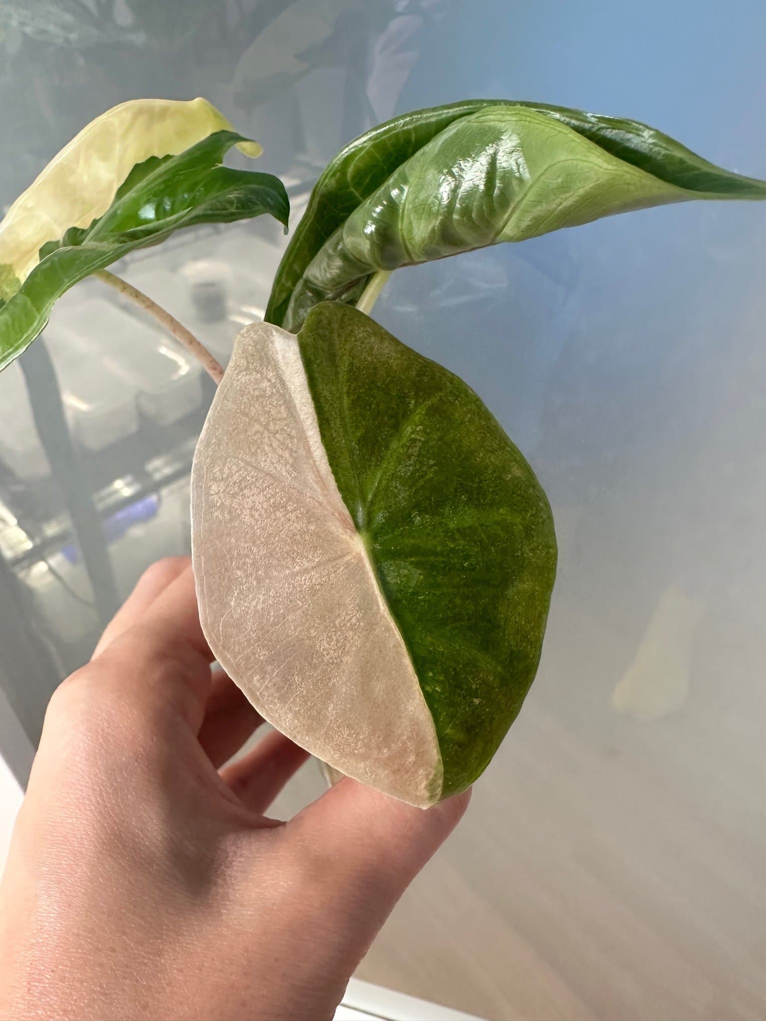 Alocasia nairobi nights aurea Variegata