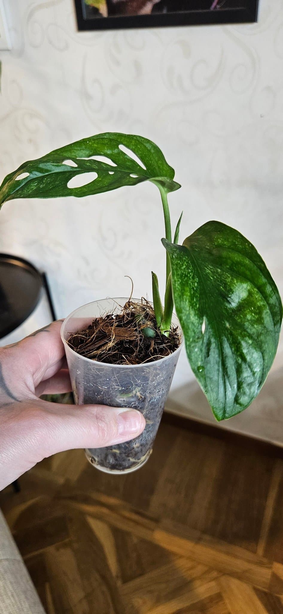 Monstera Adansonii mint