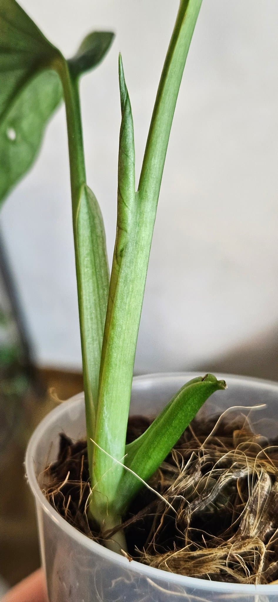 Monstera Adansonii mint