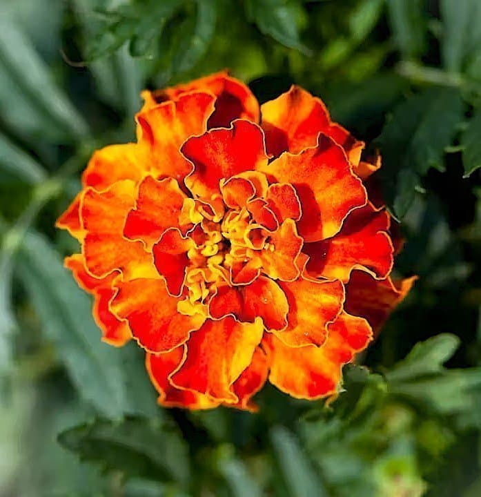 Tagetes Carmen - färska sättfrön. Frakt ingår!