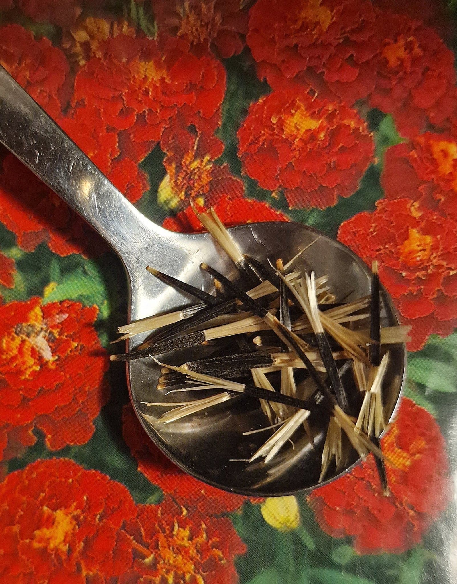 Tagetes Carmen - färska sättfrön. Frakt ingår!