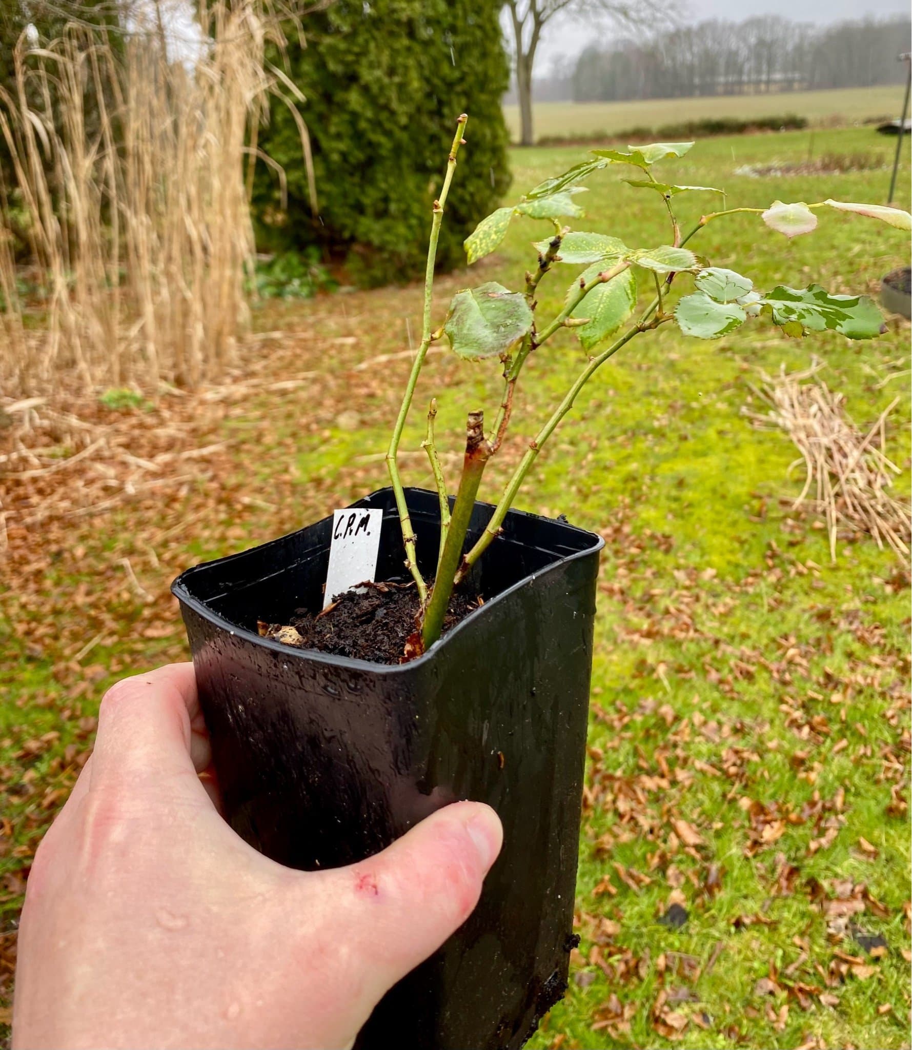 Engelsk ros 'Crownprincess Margareta’ stickling (stor)
