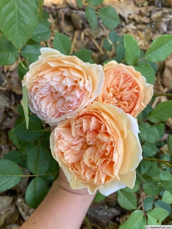Engelsk ros 'Crownprincess Margareta’ stickling (liten)
