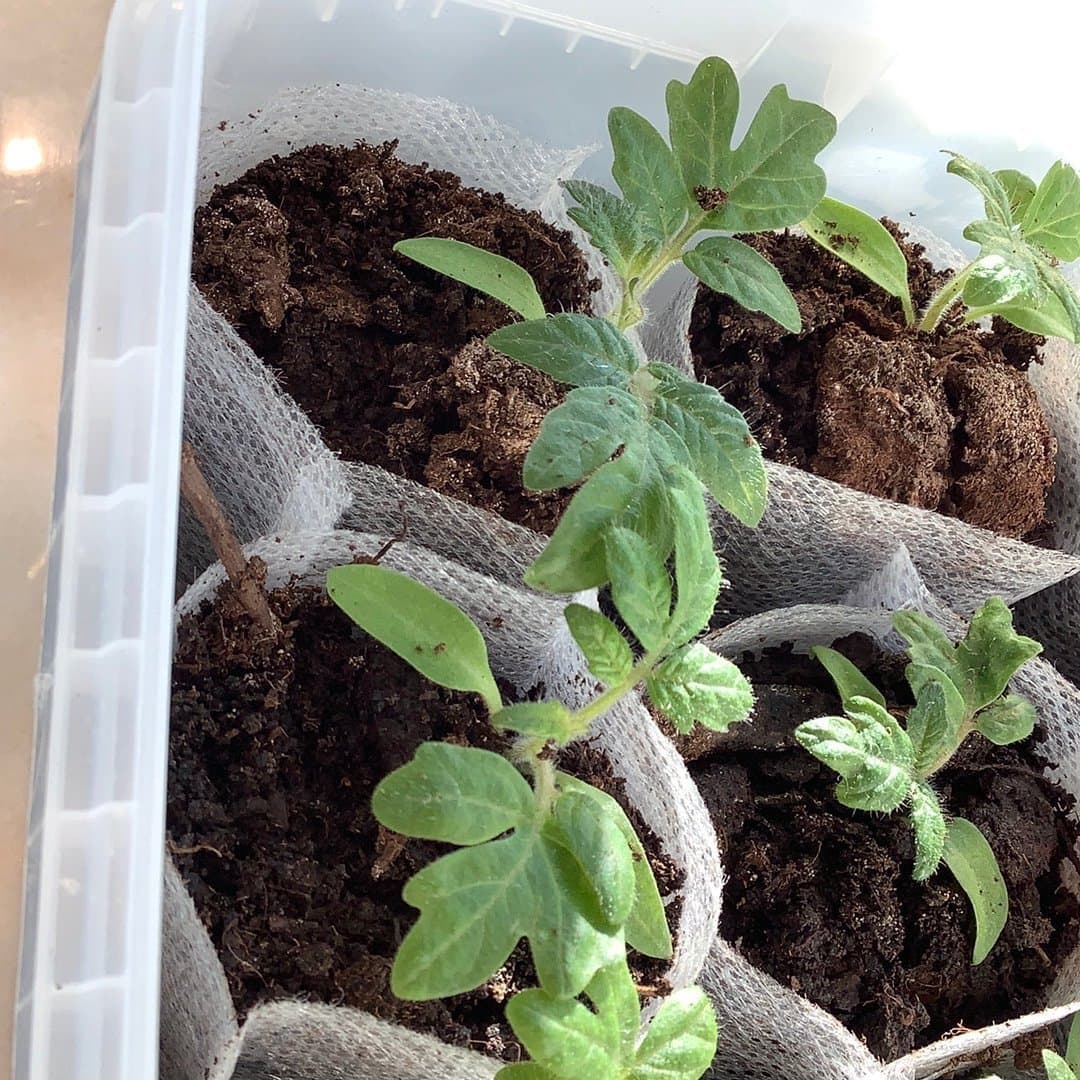 Tomatplanta 3 st - aztek - kruktomat - gula - körsbärstomat- tomatplantor låg