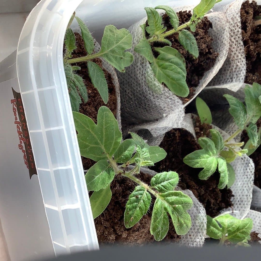 Tomatplanta 3 st - aztek - kruktomat - gula - körsbärstomat- tomatplantor låg