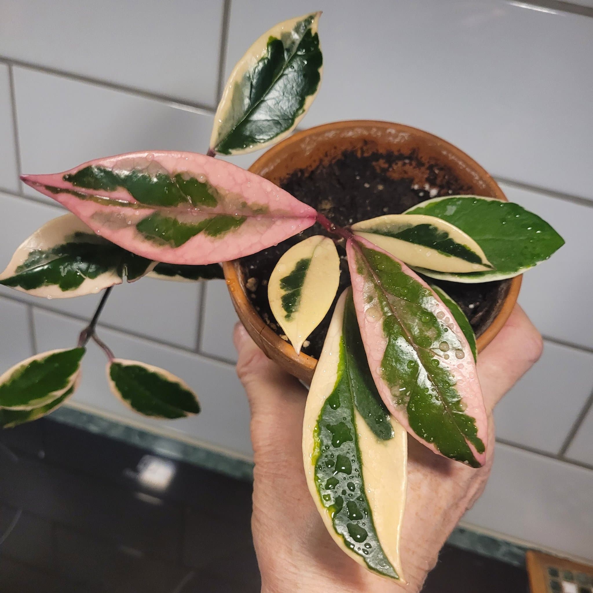 Hoya Carnosa "Flamingo Dream "