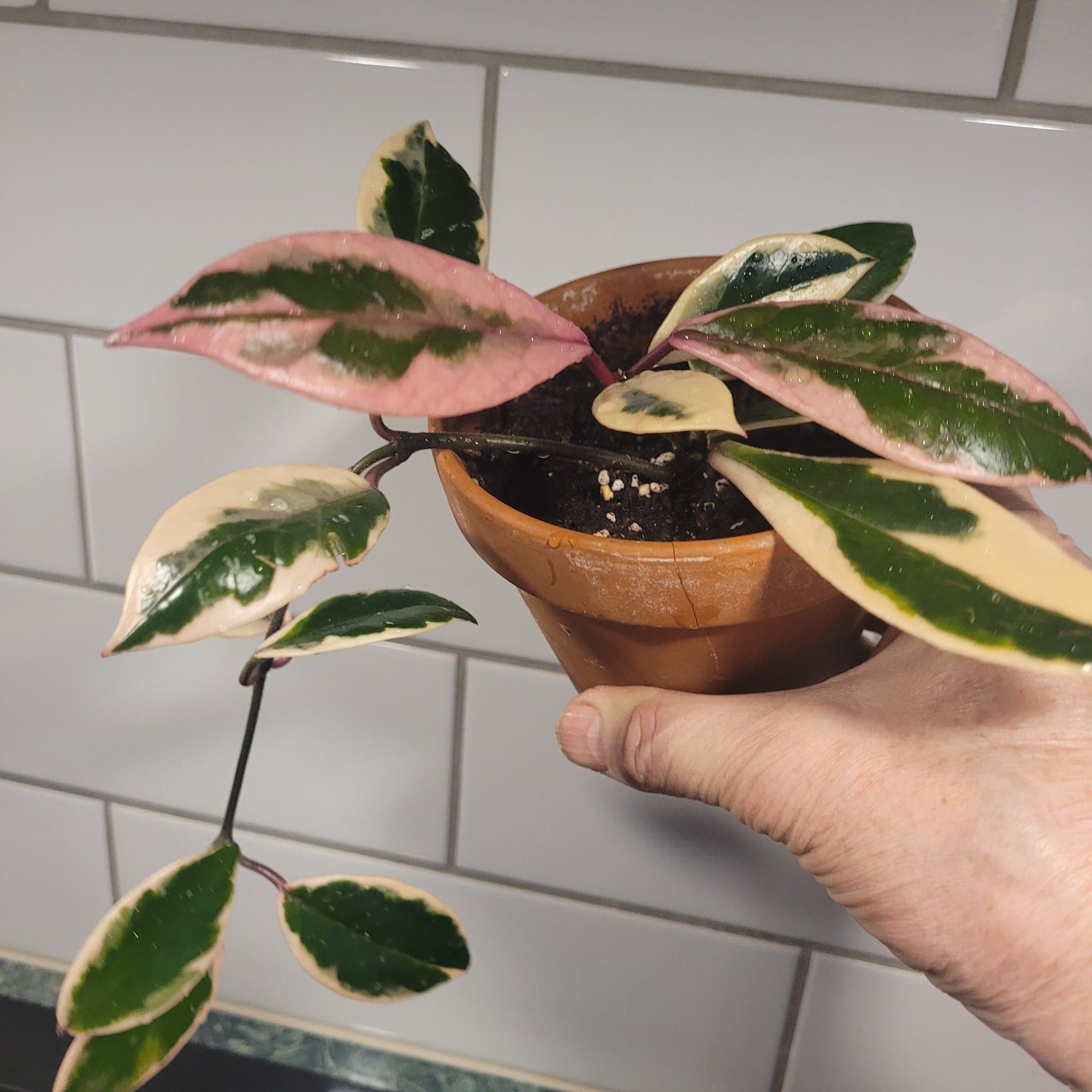 Hoya Carnosa "Flamingo Dream "