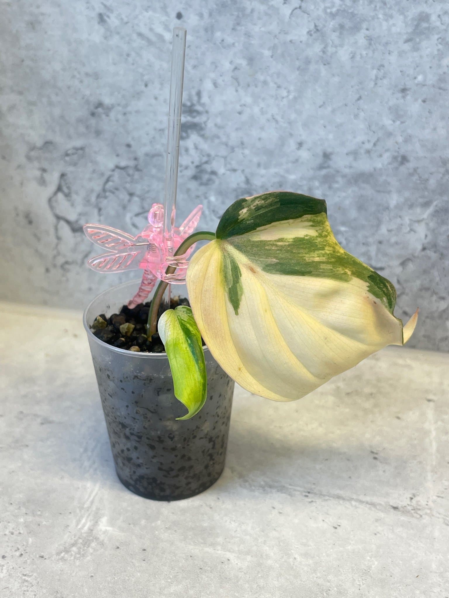 Philodendron Micans variegata/aurea