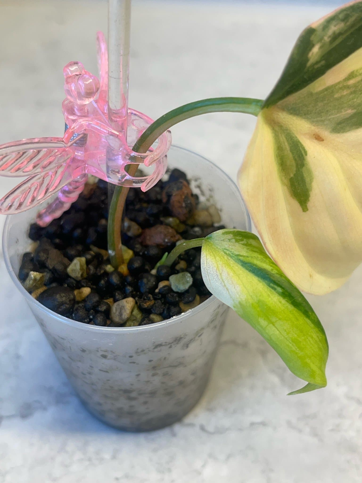 Philodendron Micans variegata/aurea