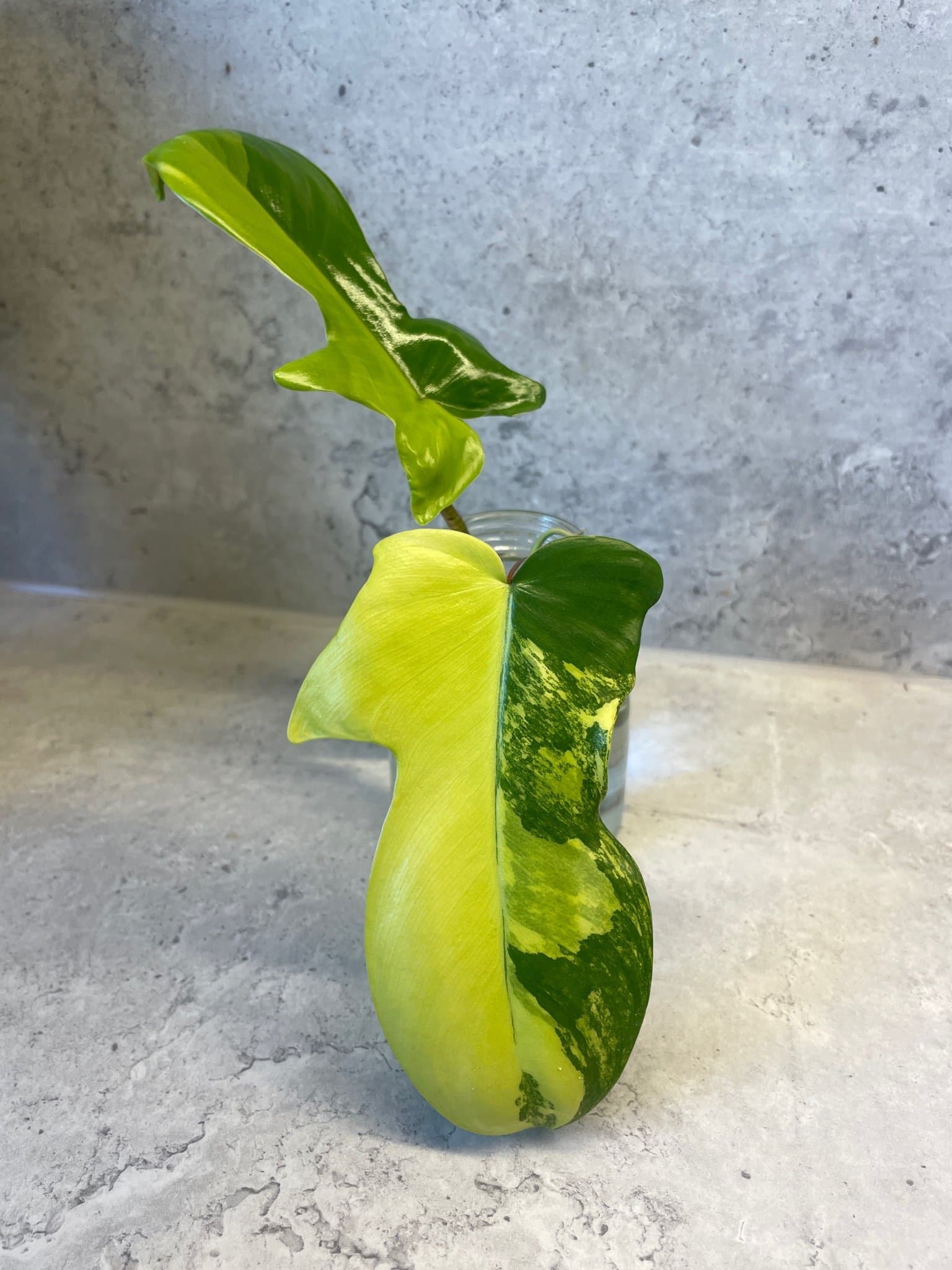 Philodendron Florida beauty