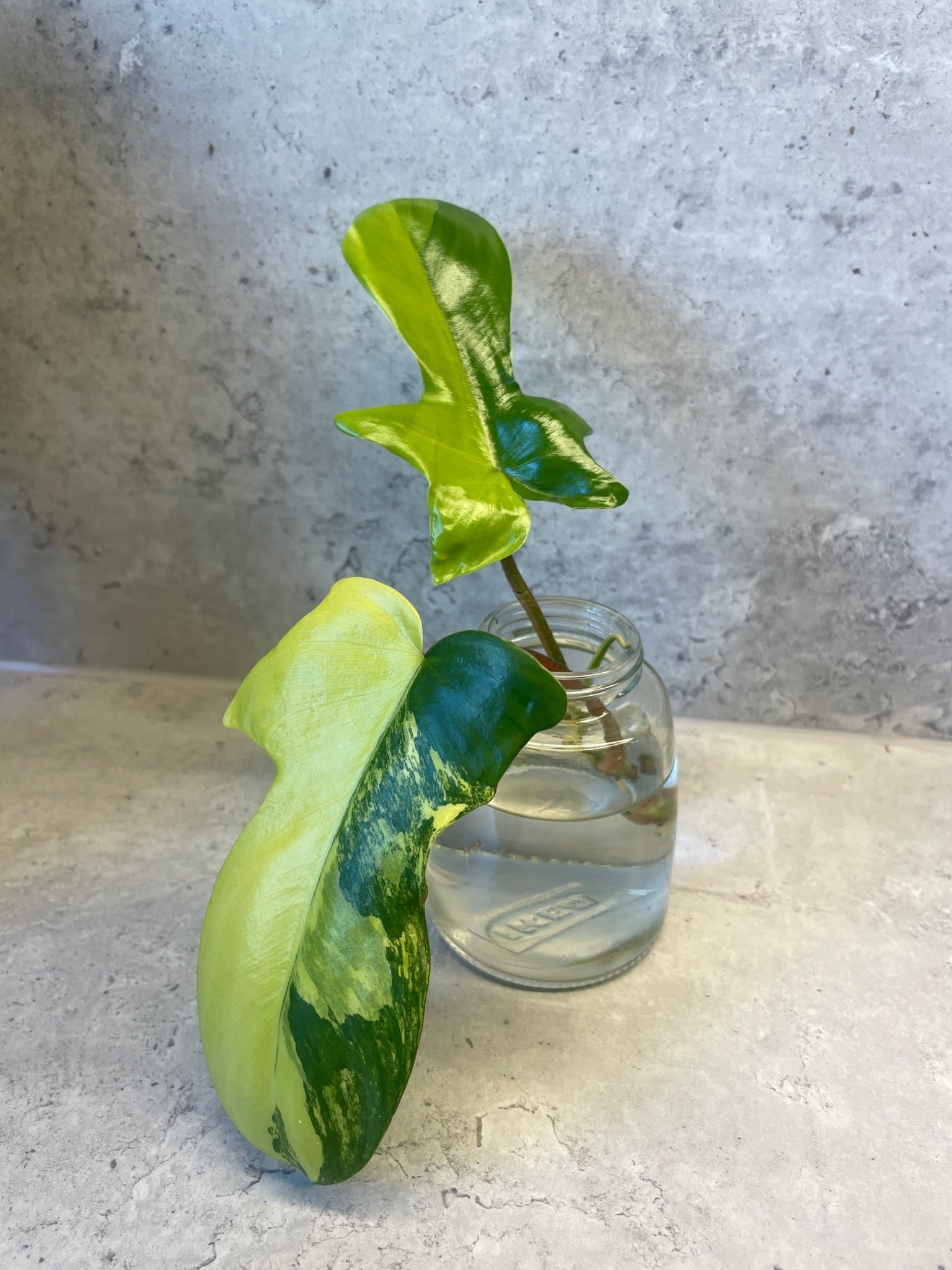 Philodendron Florida beauty