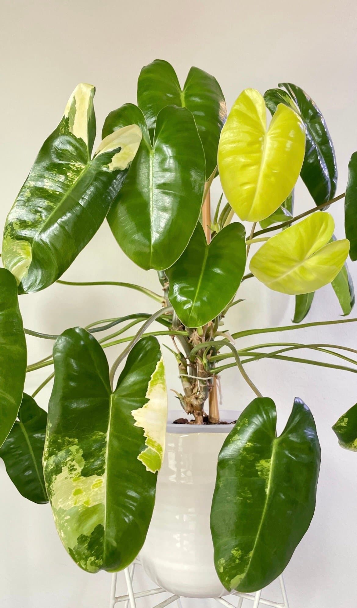 Philodendron Burle Marx variegated