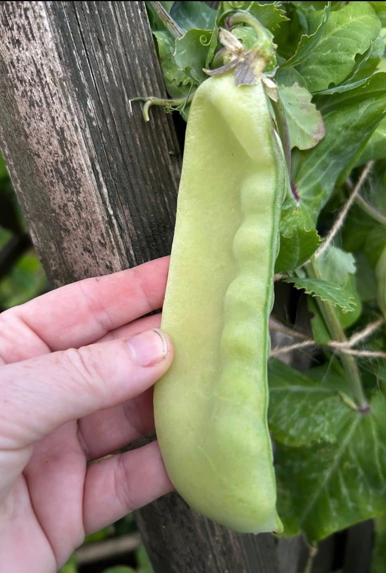 Sockerärt Lokförare Bergfälts Jätteärt 20stycken