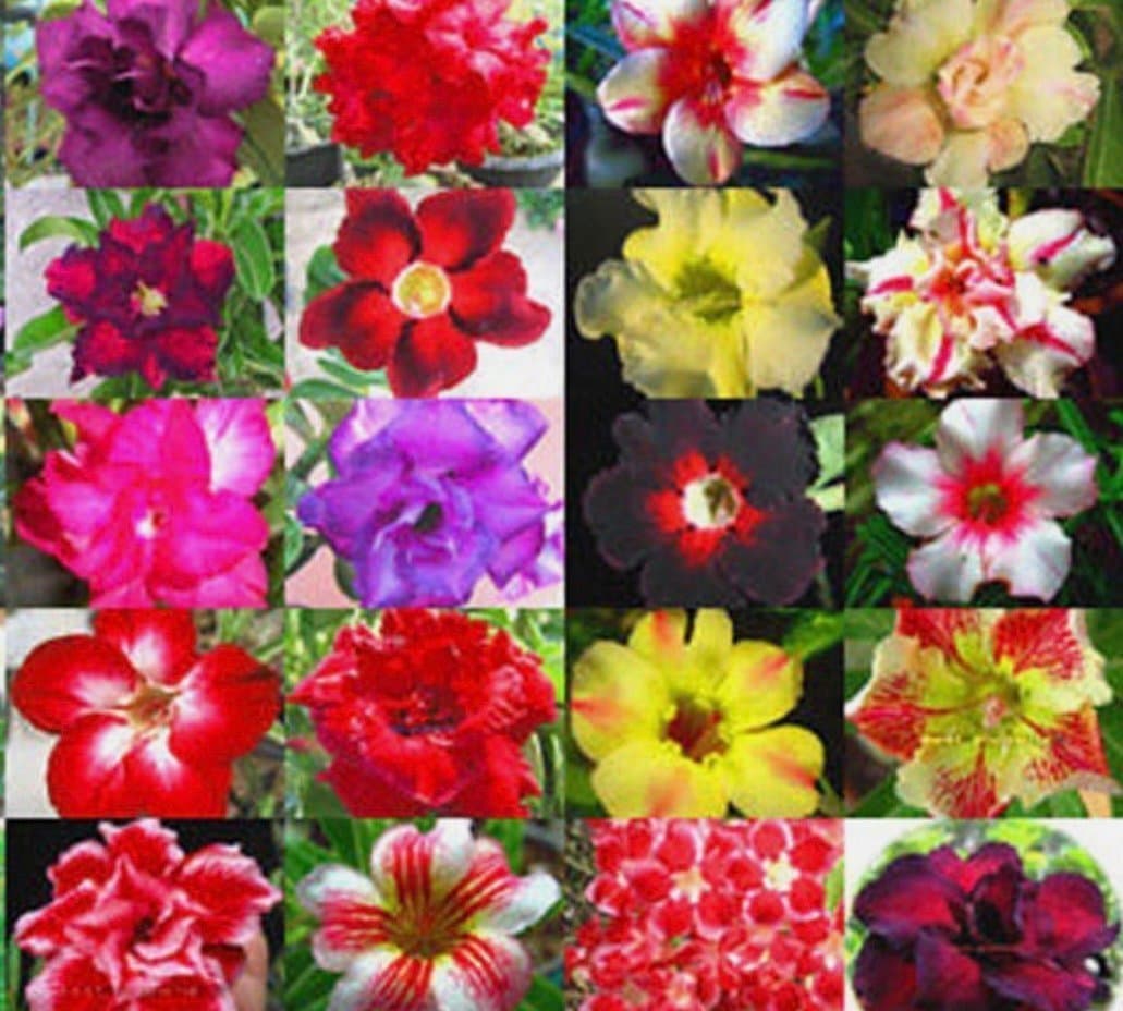 Adenium ökenros FRÖN.