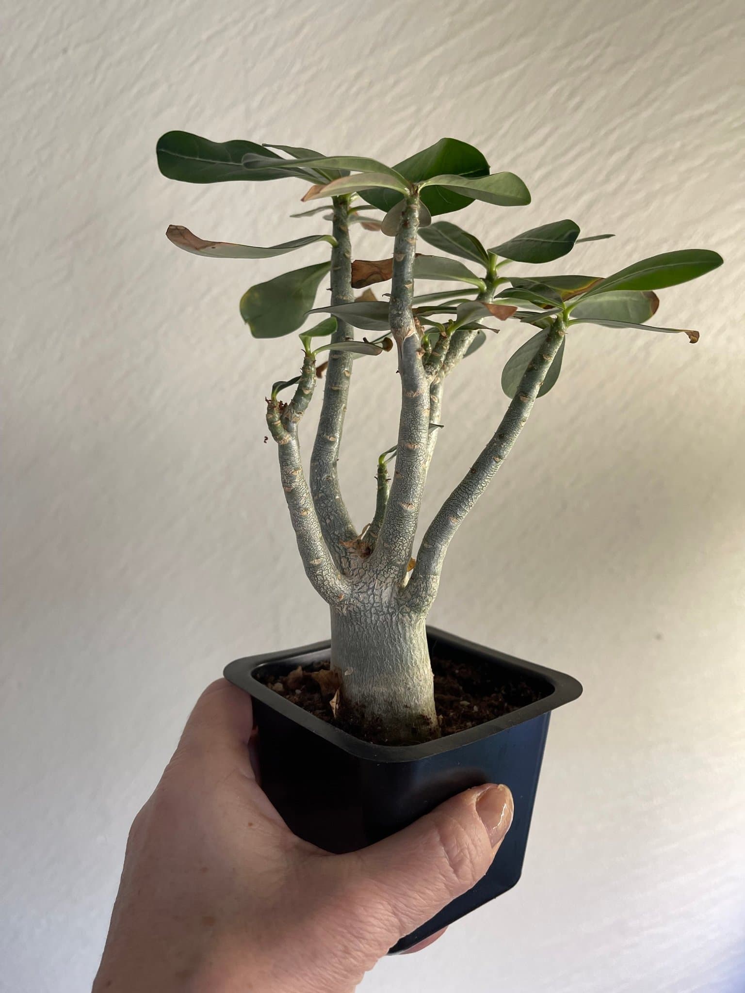 Adenium ökenros FRÖN.