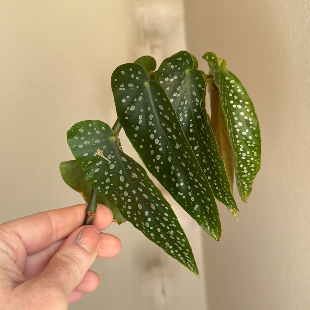 Änglavinge *Forellbegonia*