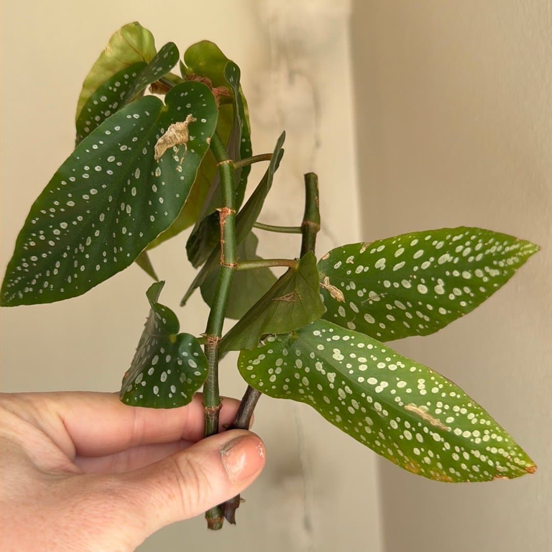 Änglavinge *Forellbegonia*