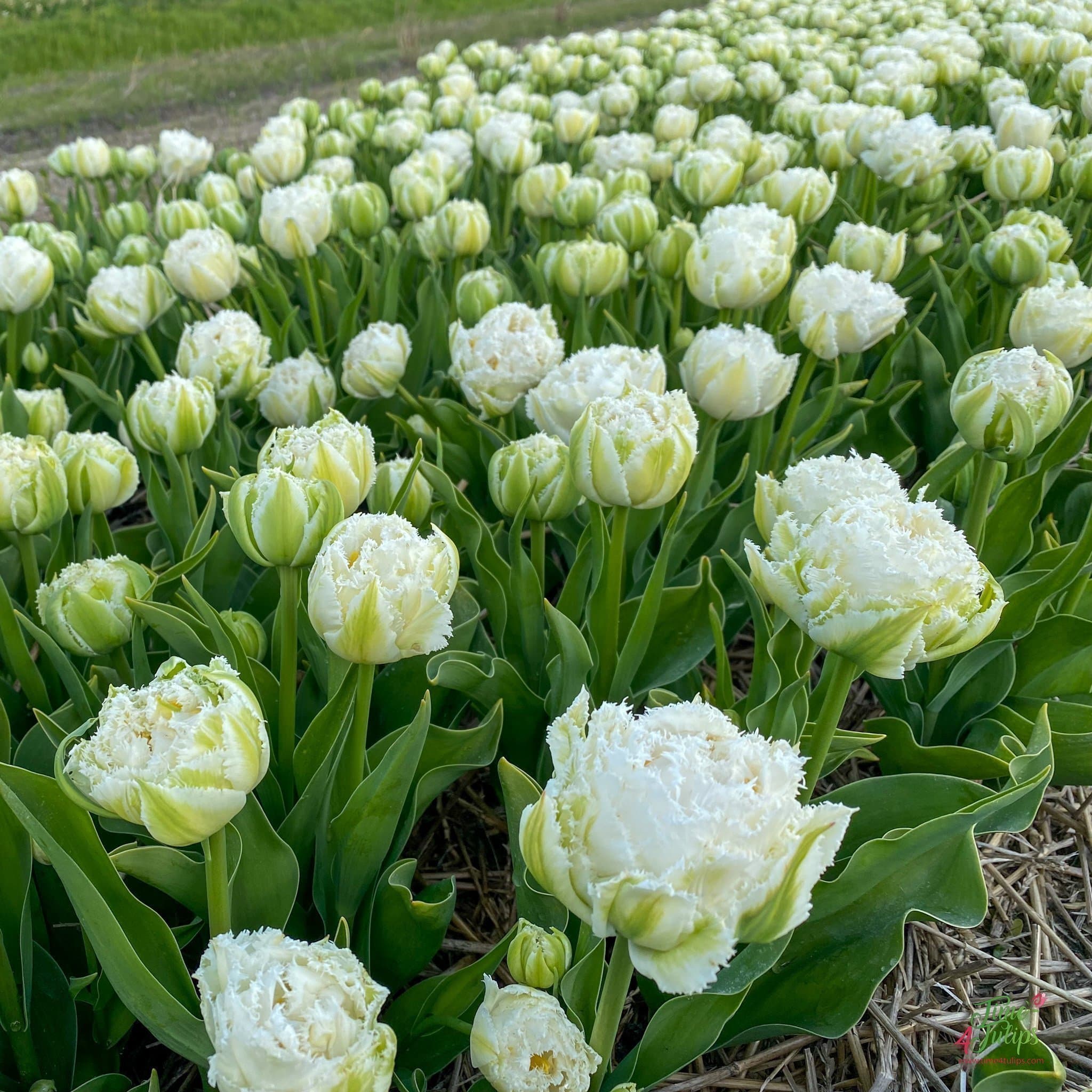 Tulpanlökar Snow Crystal + Jamin