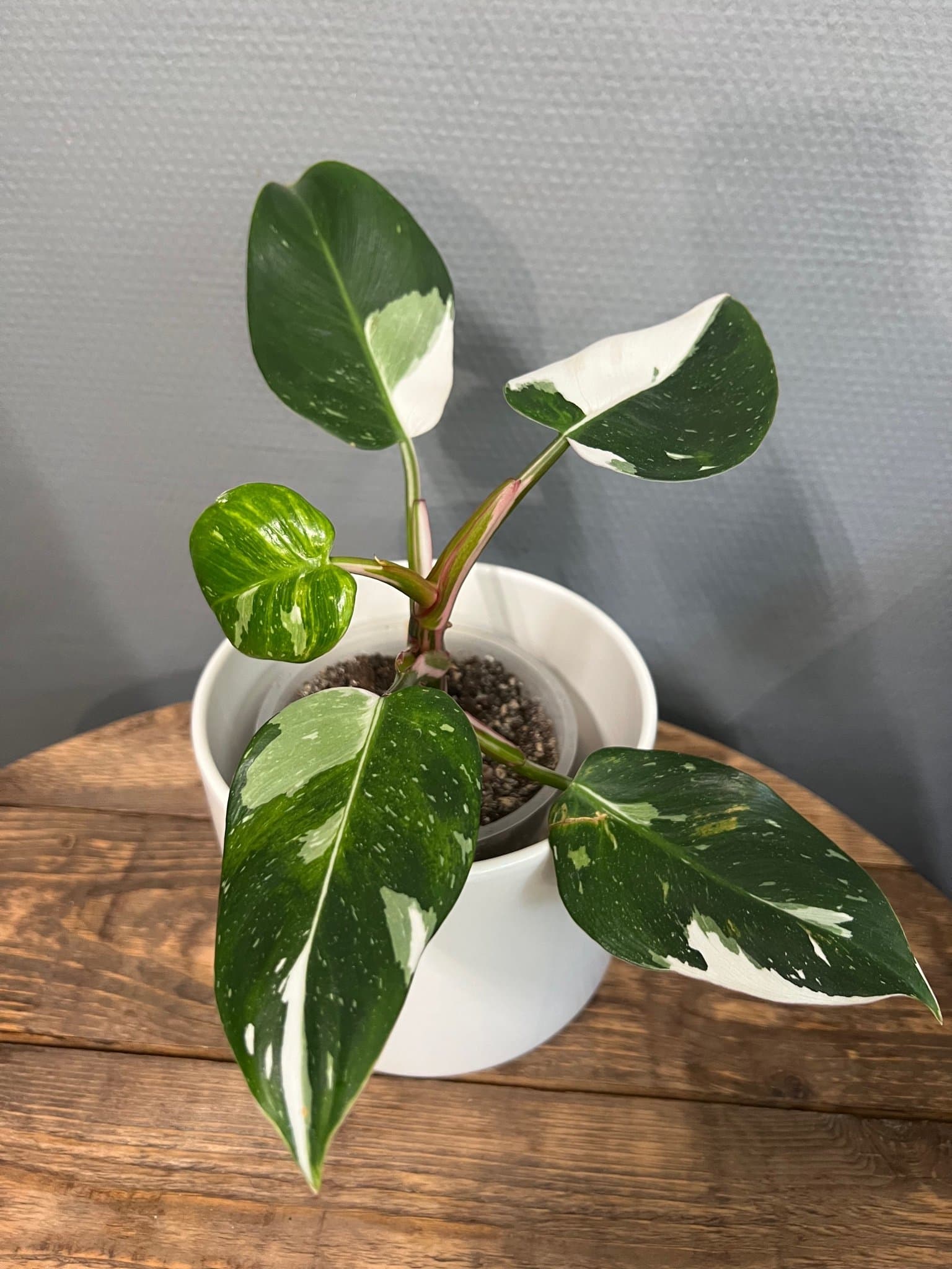 Philodendron White Princess