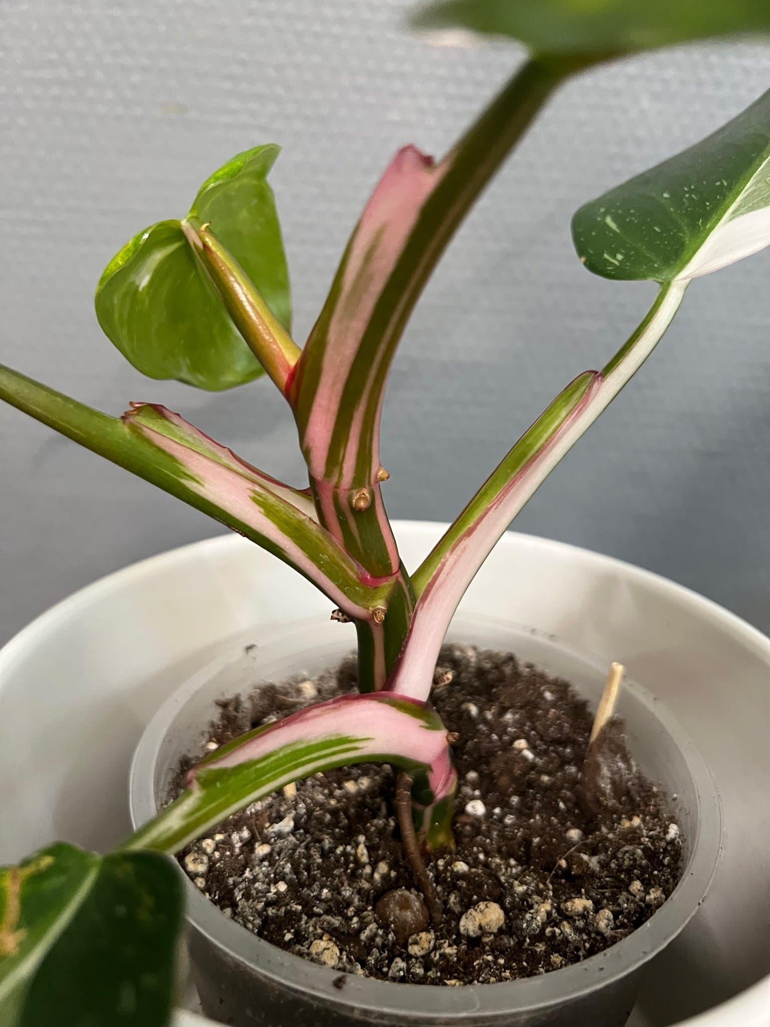 Philodendron White Princess