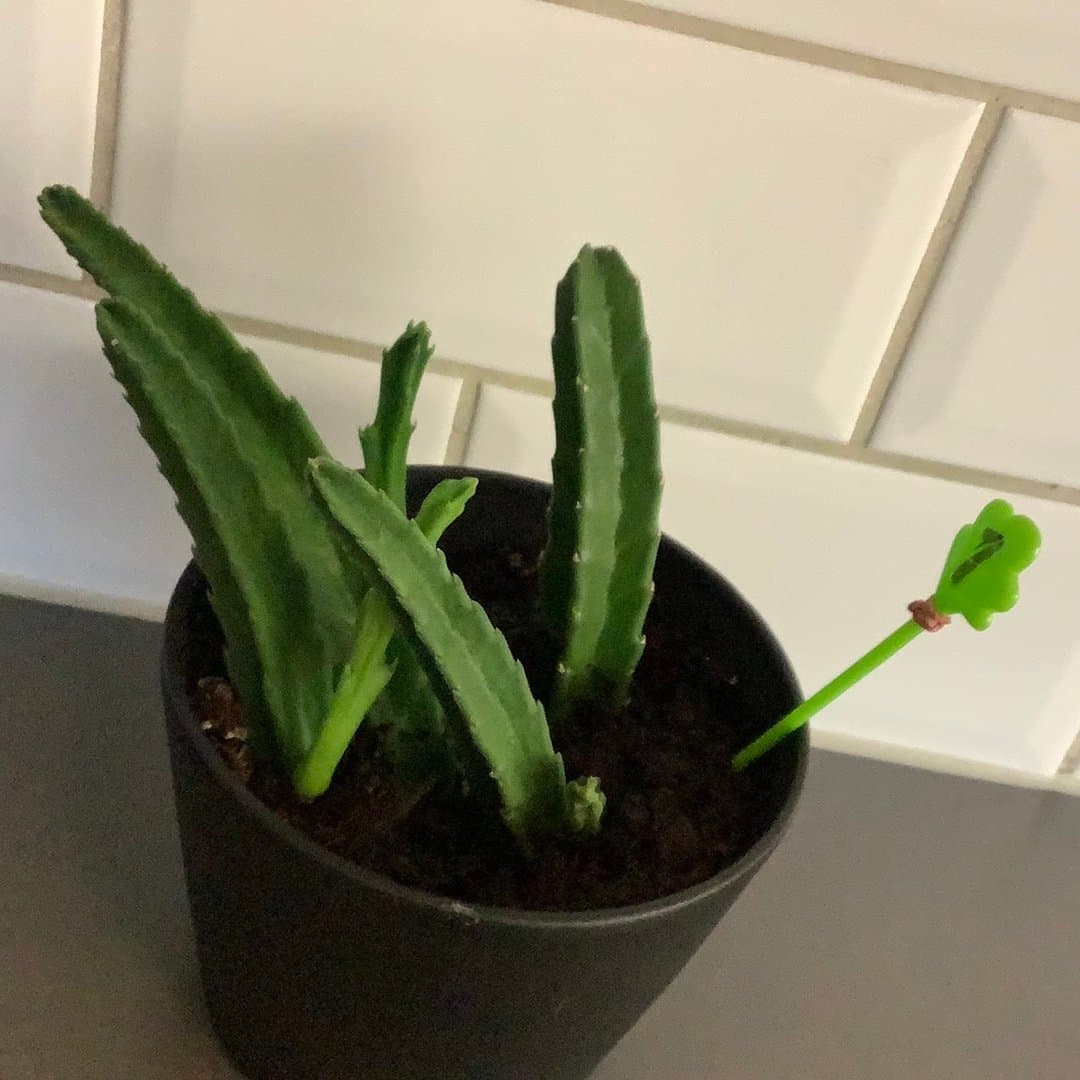 1 Asblomma 5 rotade skott stapelia grandiflora vinröd blomma grön blommande