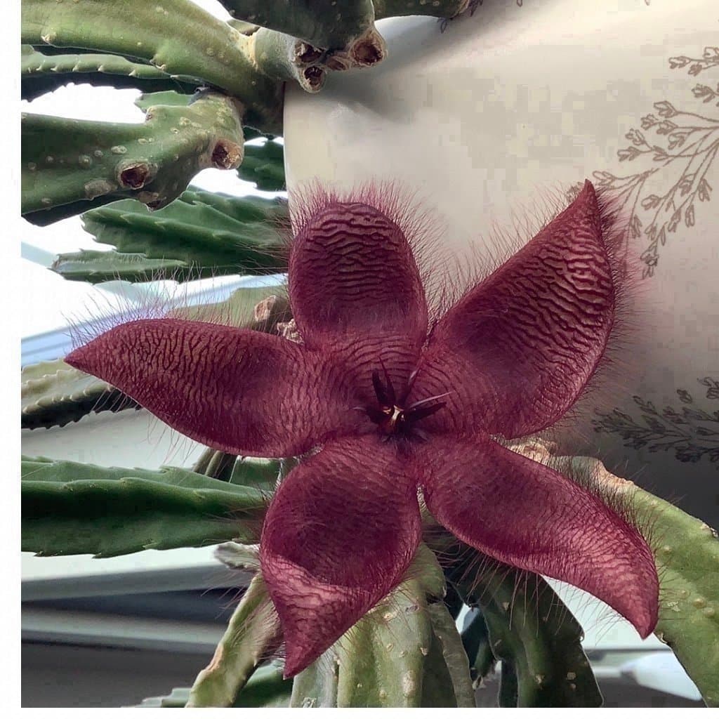1 Asblomma 5 rotade skott stapelia grandiflora vinröd blomma grön blommande