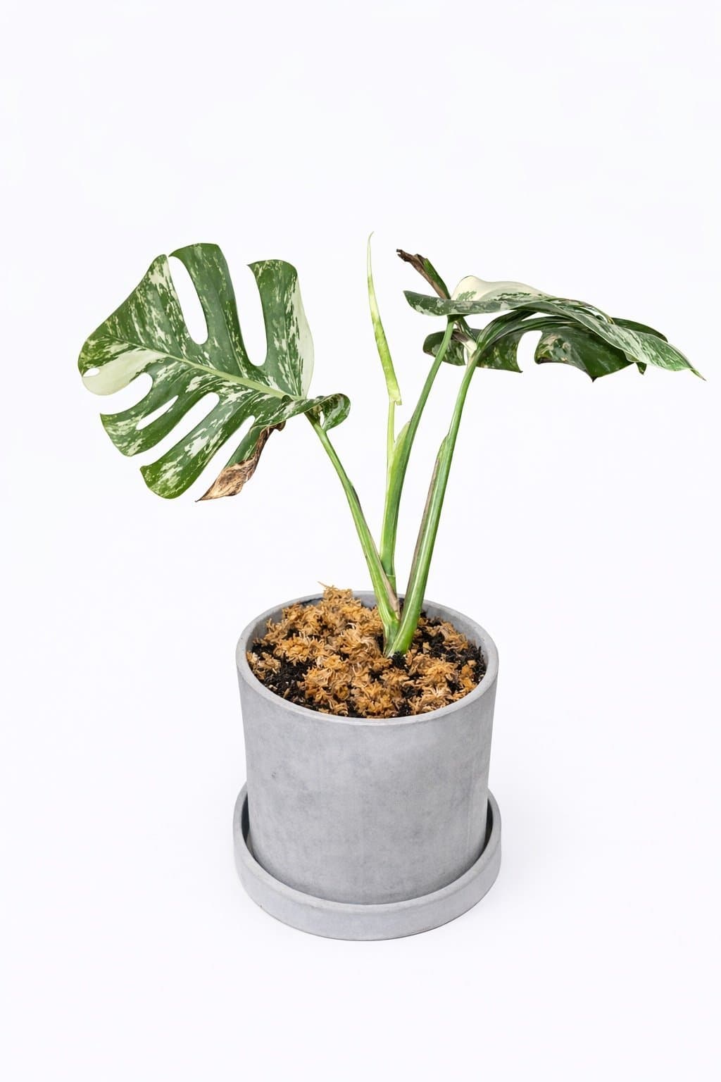 Monstera Deliciosa Variegata