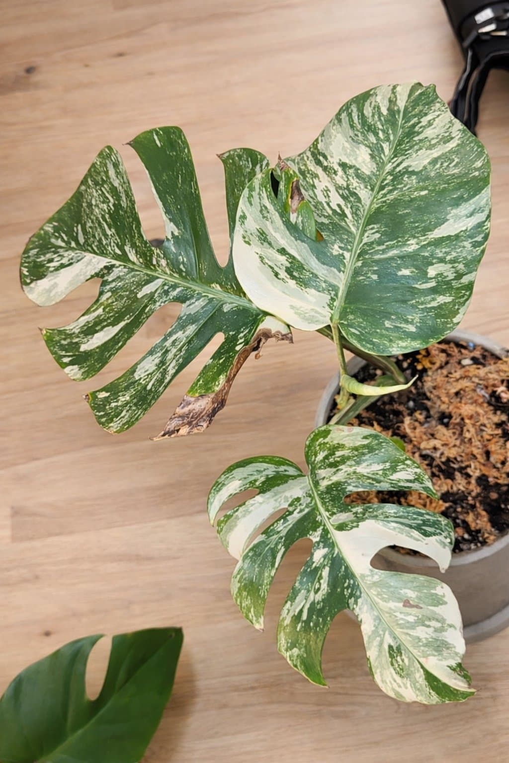 Monstera Deliciosa Variegata