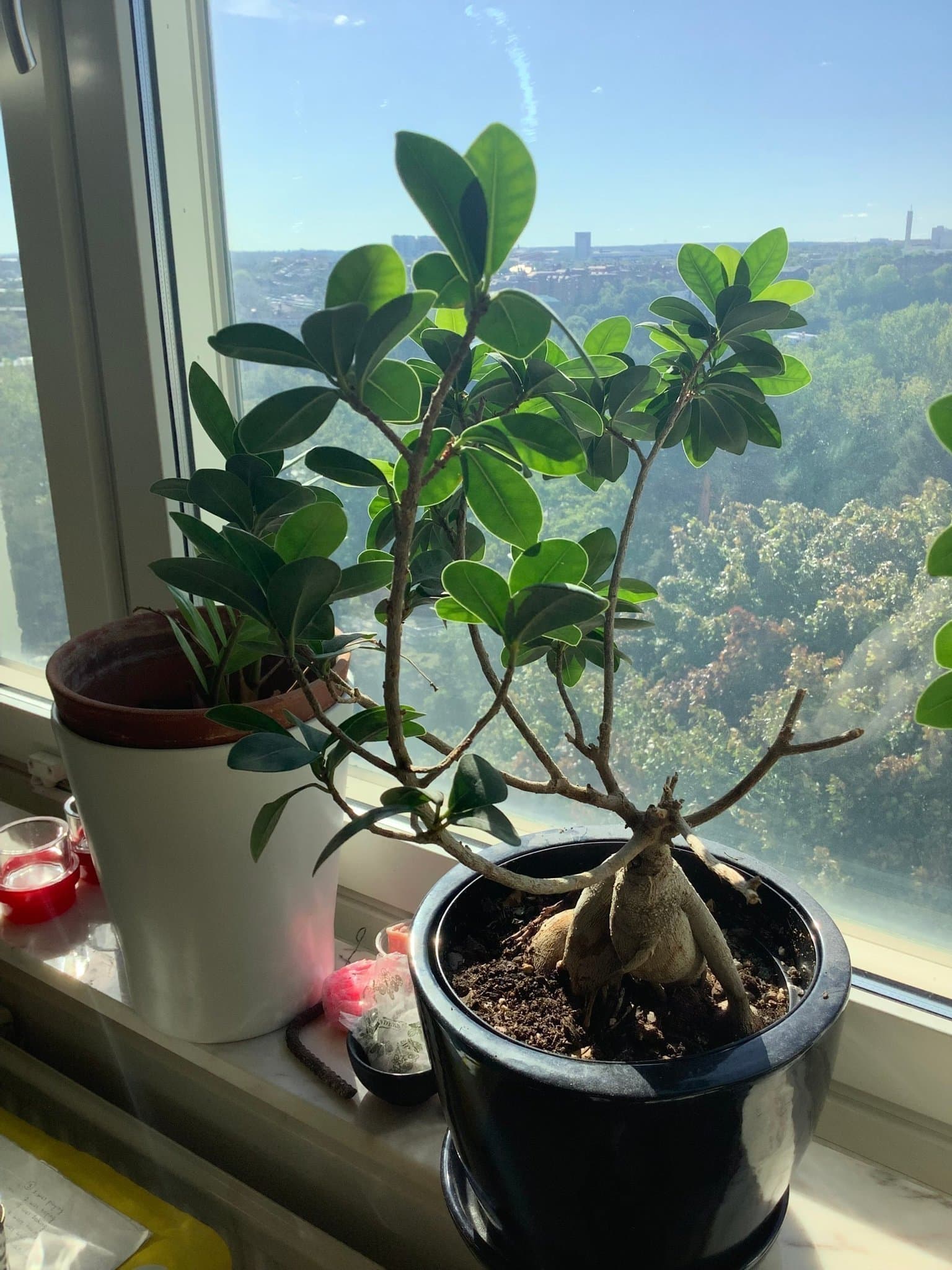 Ficus Ginseng | Bonsai ,10 år gammal