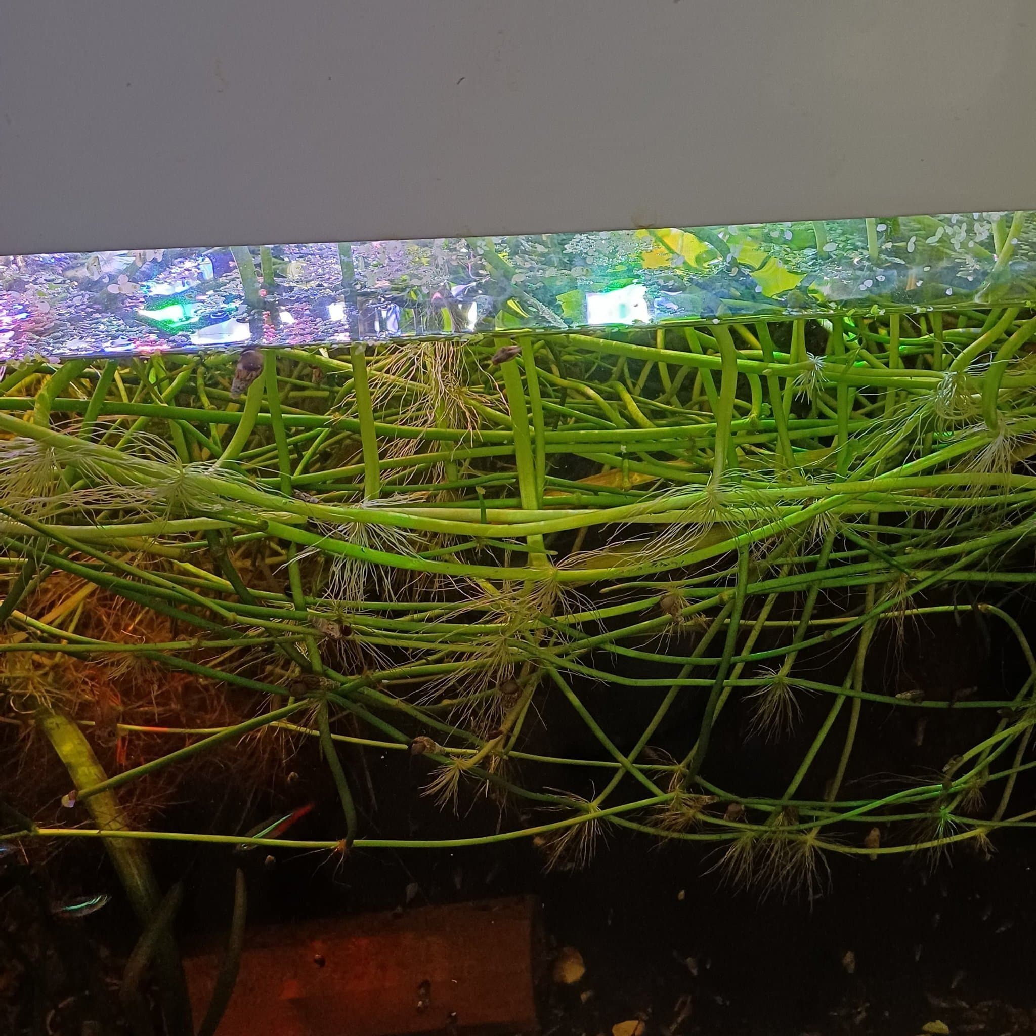 Akvarium växt Brazilian pennywort 25st skot