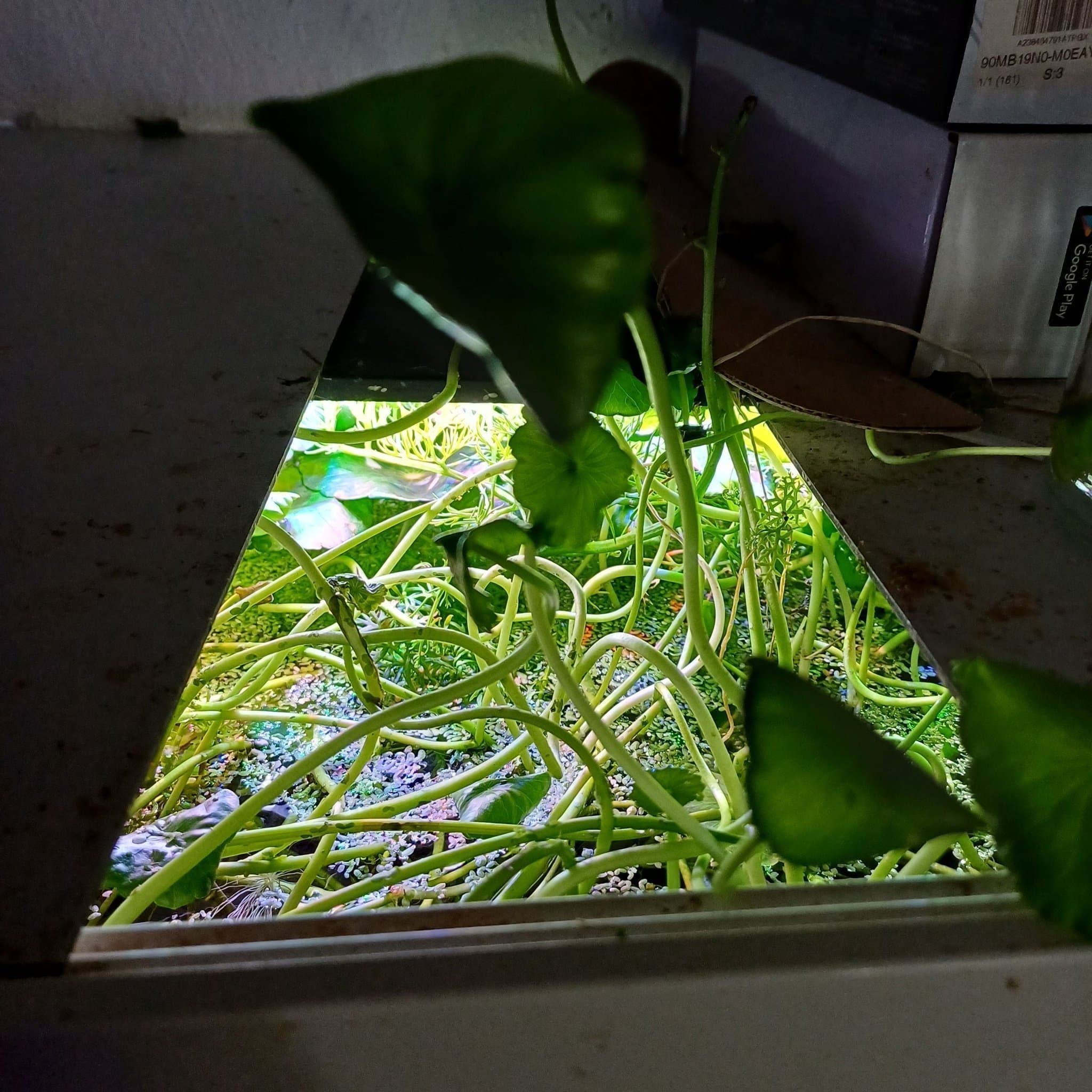 Akvarium växt Brazilian pennywort 25st skot