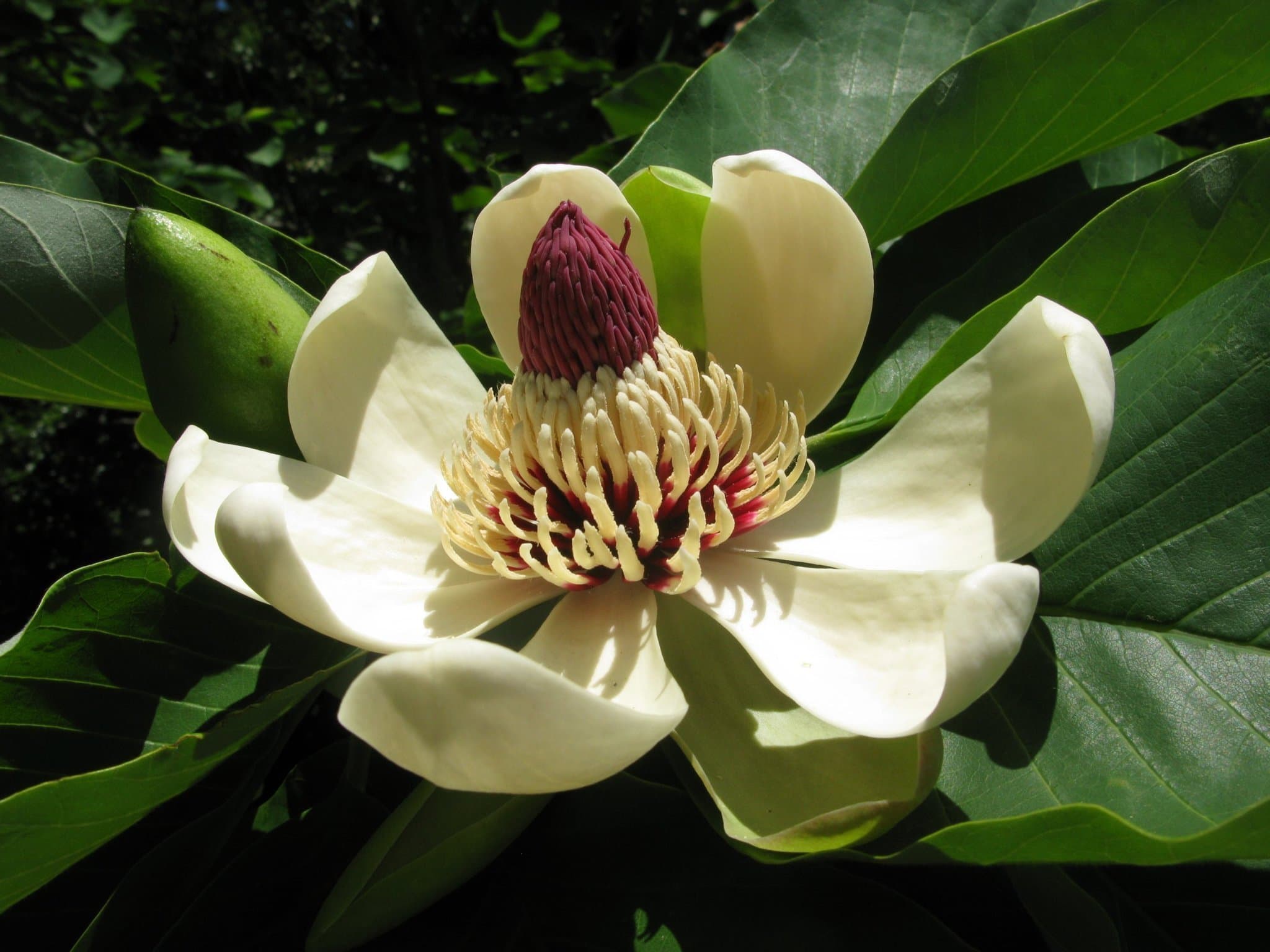 Junimagnolia – 5 frön (Magnolia obovata)