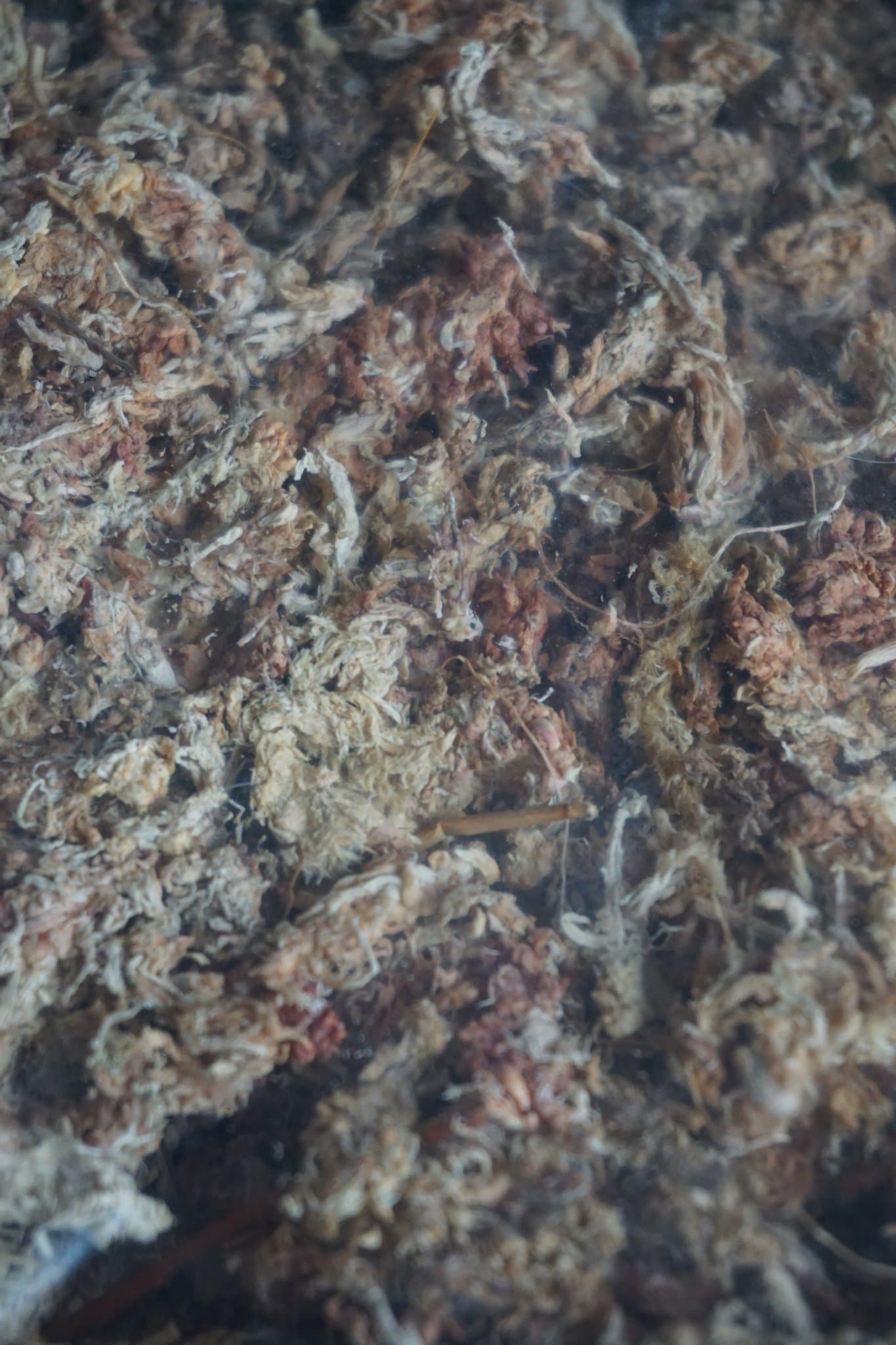100g Sphagnummossa