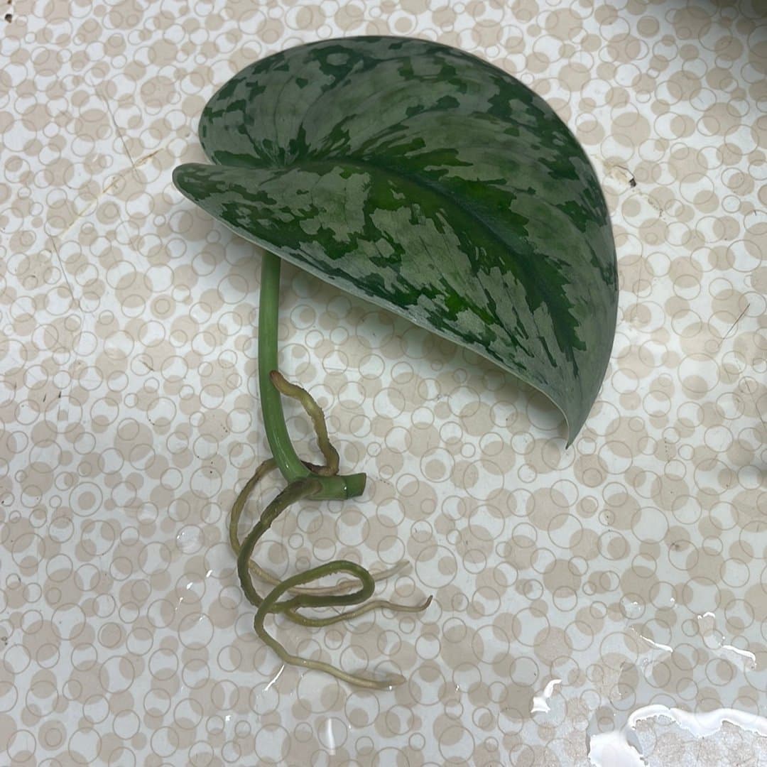 Scindapsus pictus, silverranka