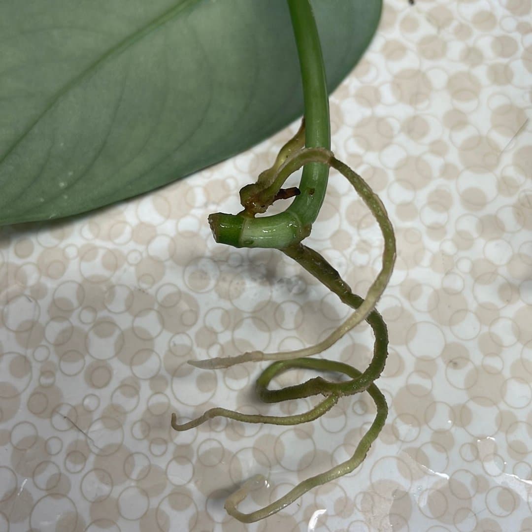 Scindapsus pictus, silverranka