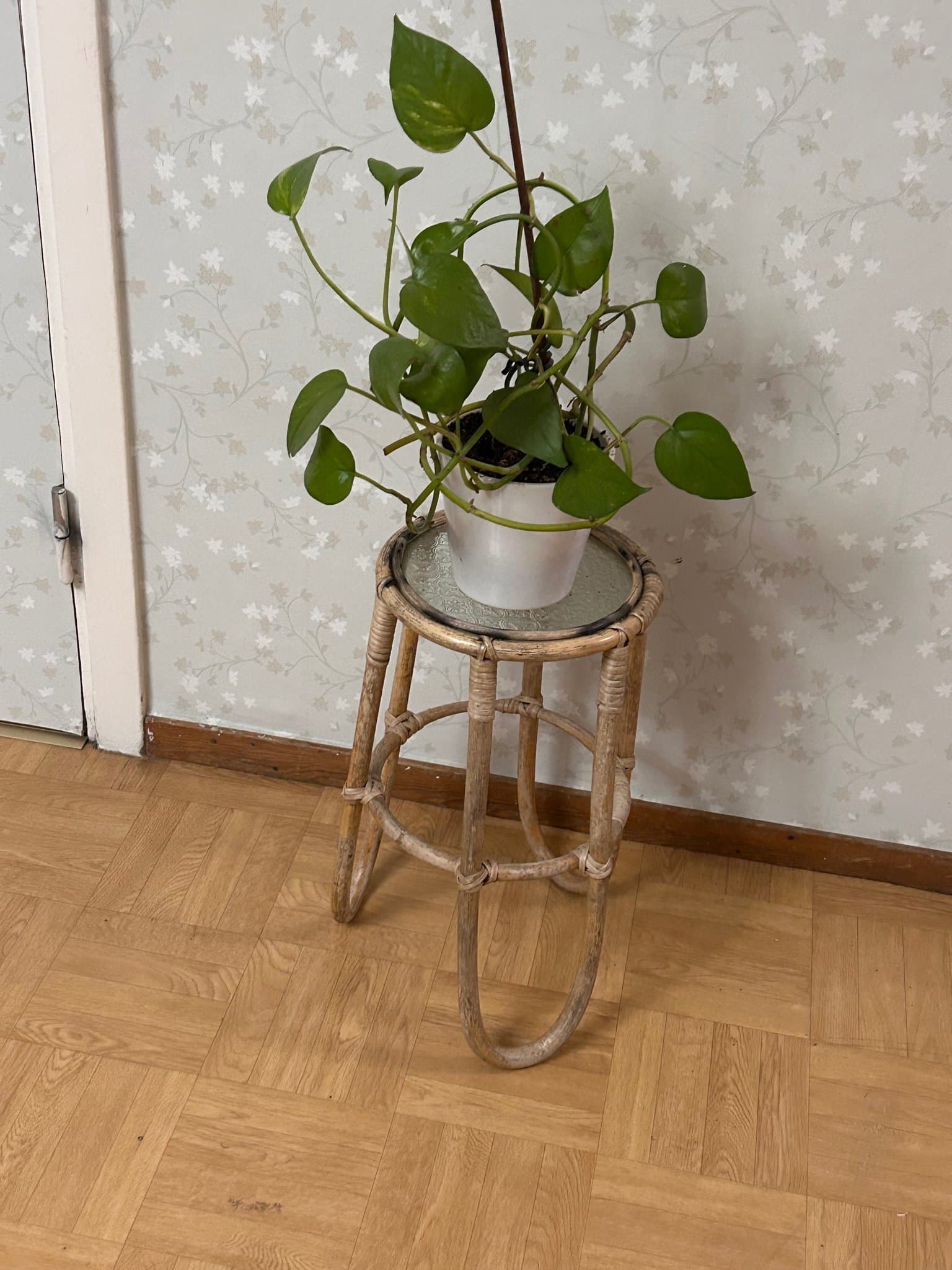 Gullranka på piedestal