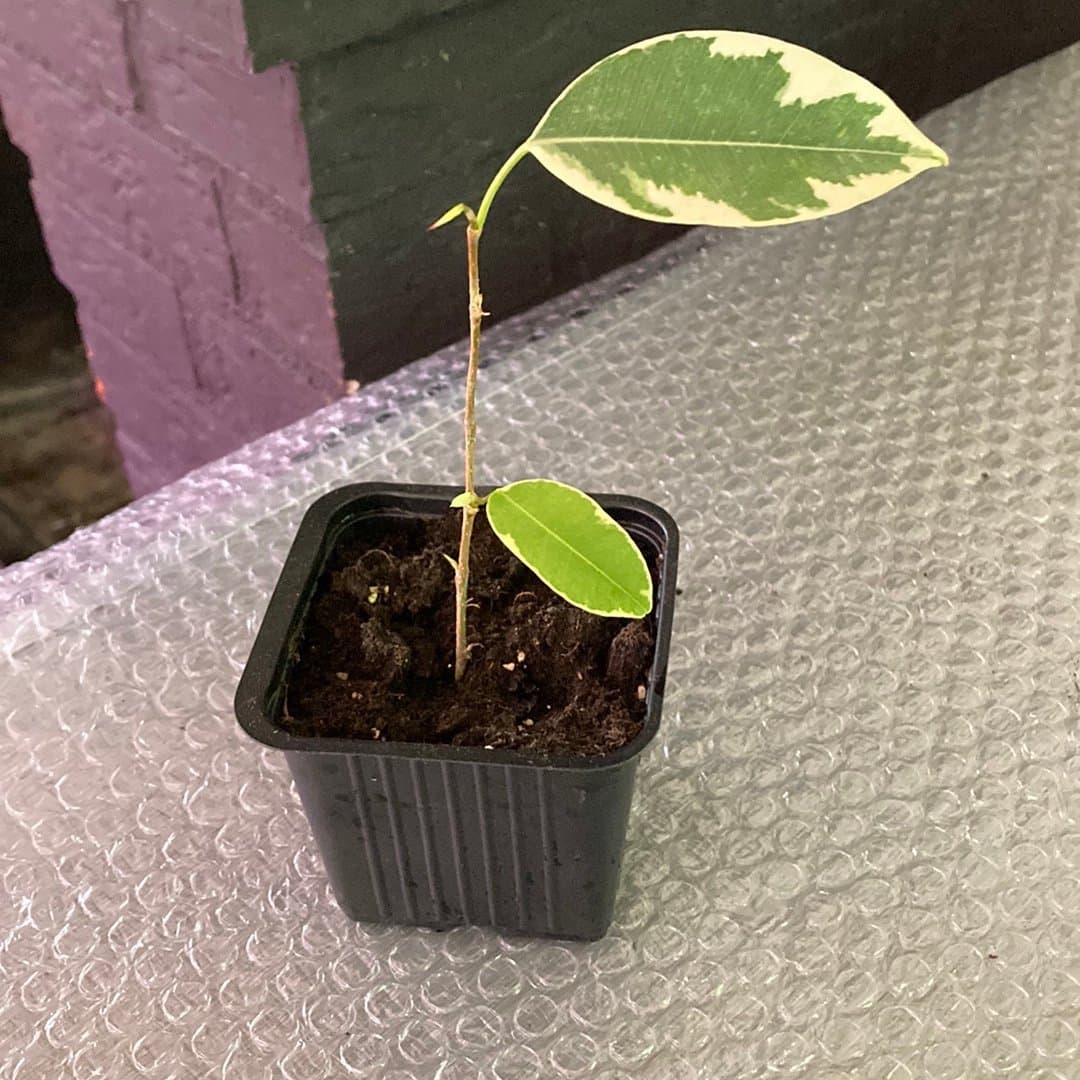 Ficus benjamina 'Starlight'