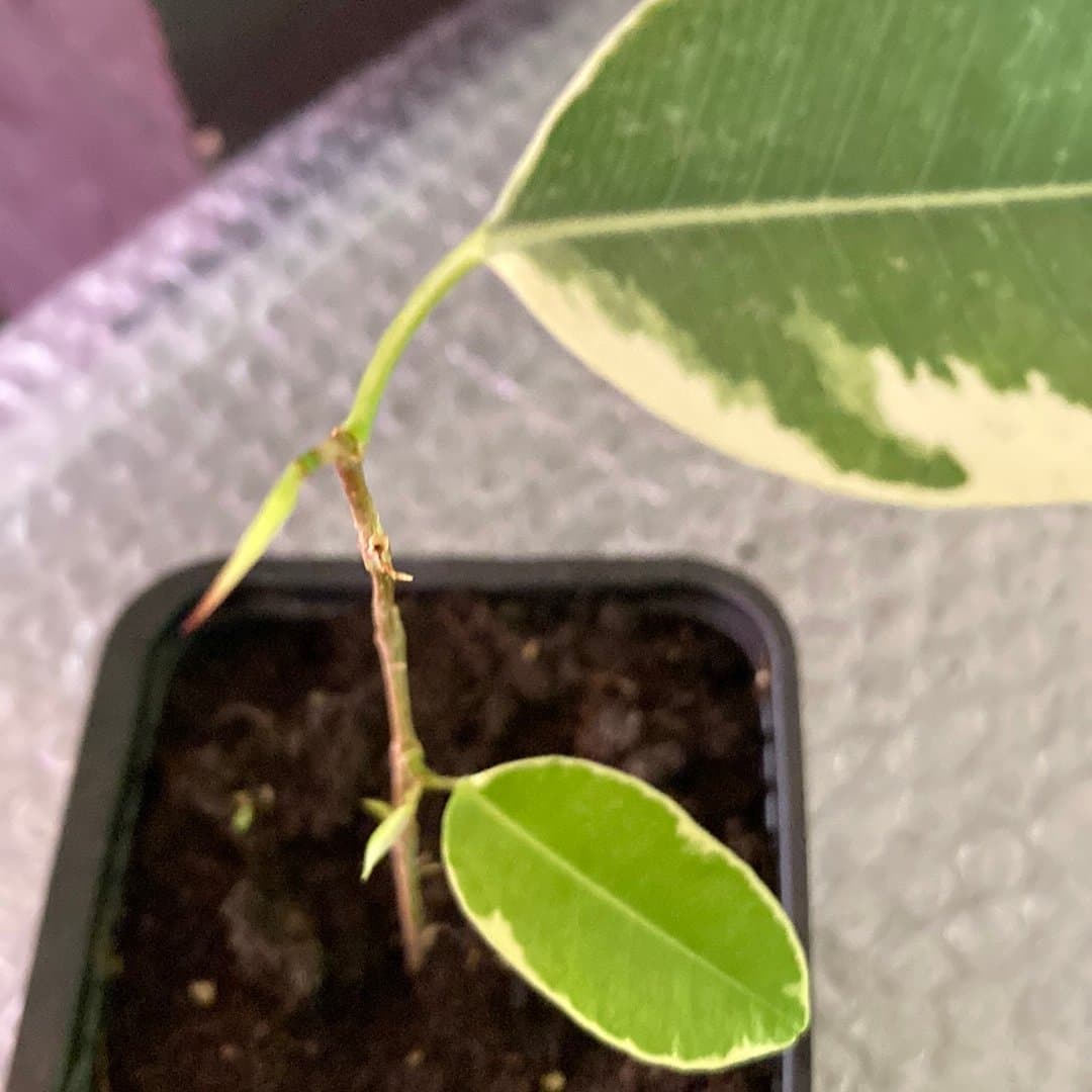 Ficus benjamina 'Starlight'