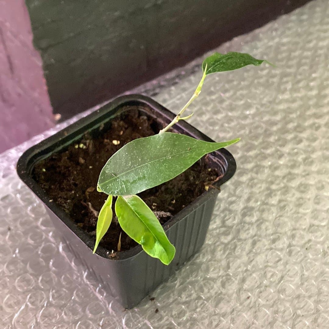 Ficus benjamina stickling