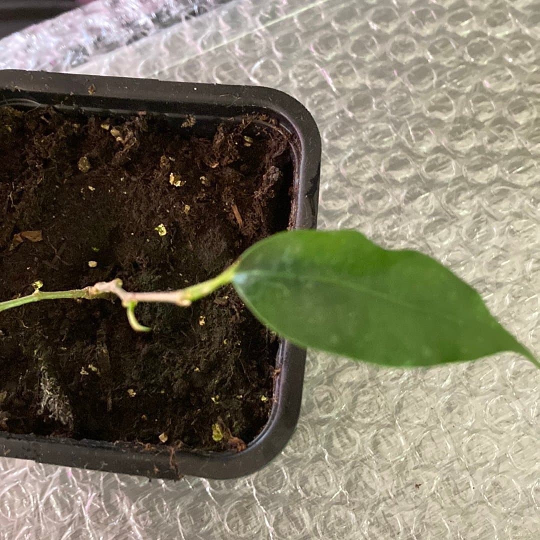 Ficus benjamina stickling