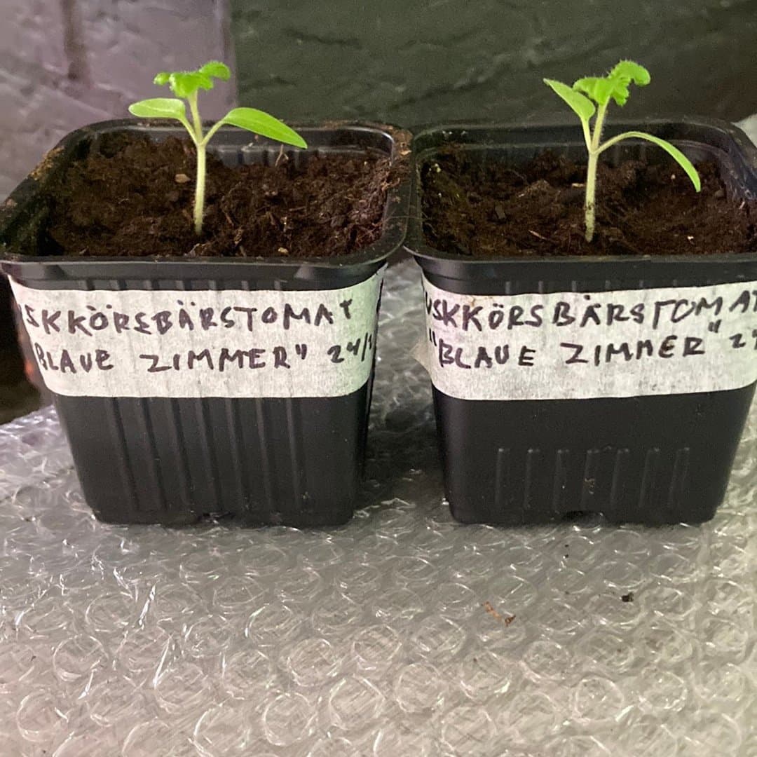 BuskKörsbärstomatplanta "Blaue Zimmer"