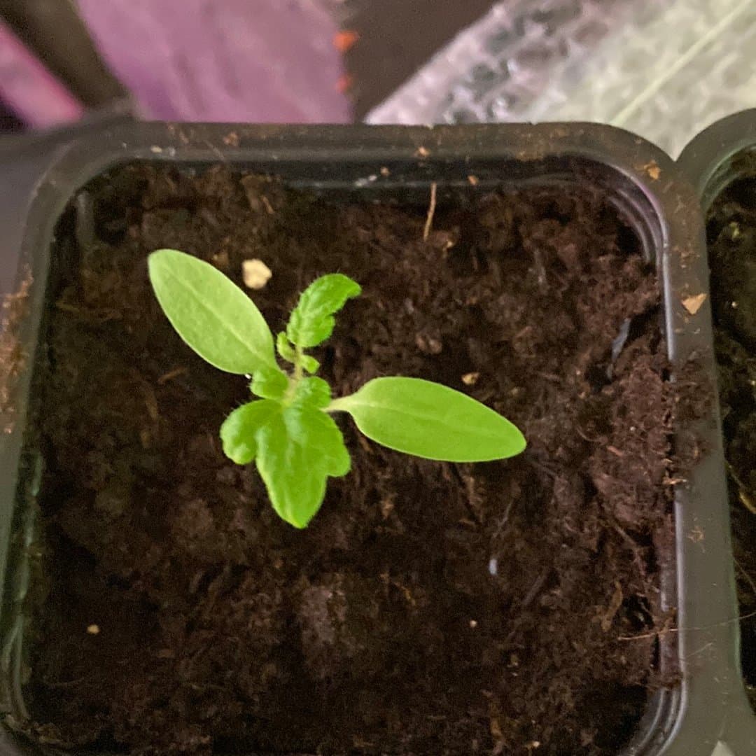 BuskKörsbärstomatplanta "Blaue Zimmer"