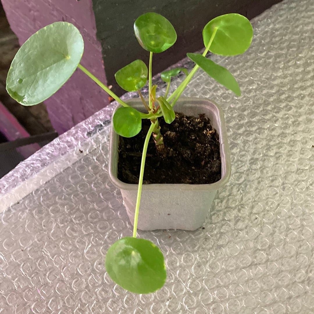 Pilea Peperomioides