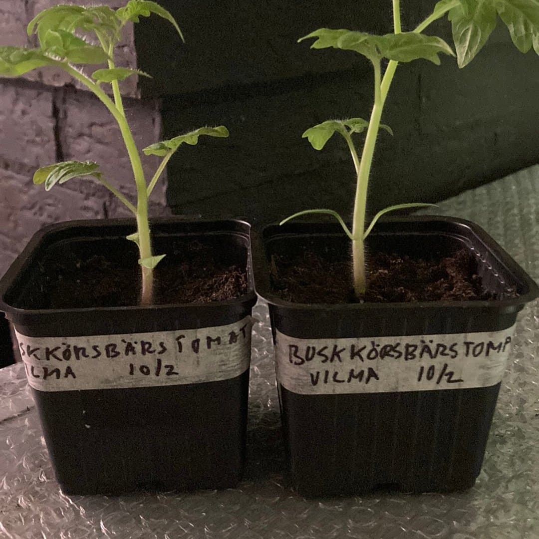 Körsbärstomat Vilma - Busktomat