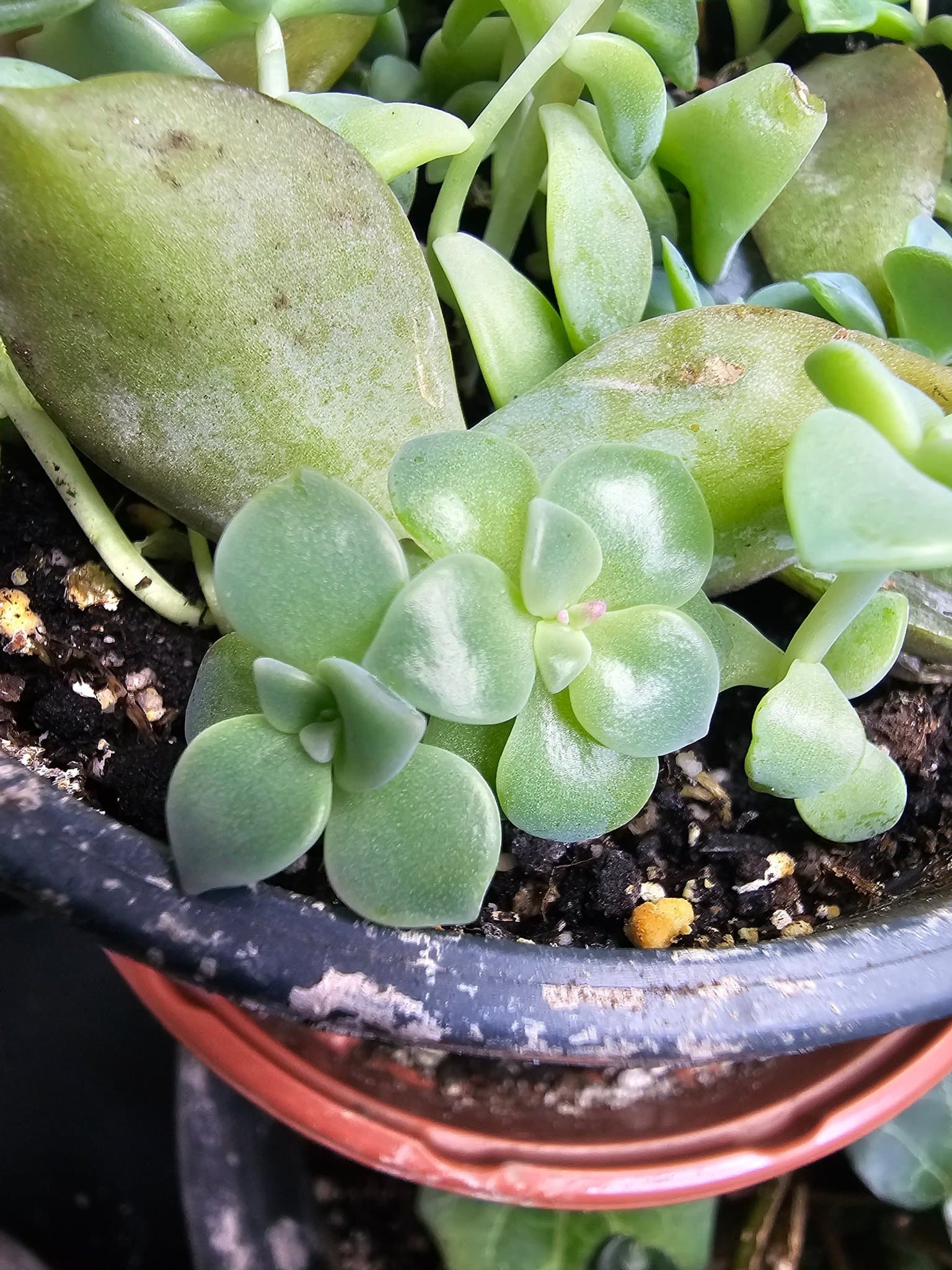 Graptoveria "Purple delight" 1 bebisplanta