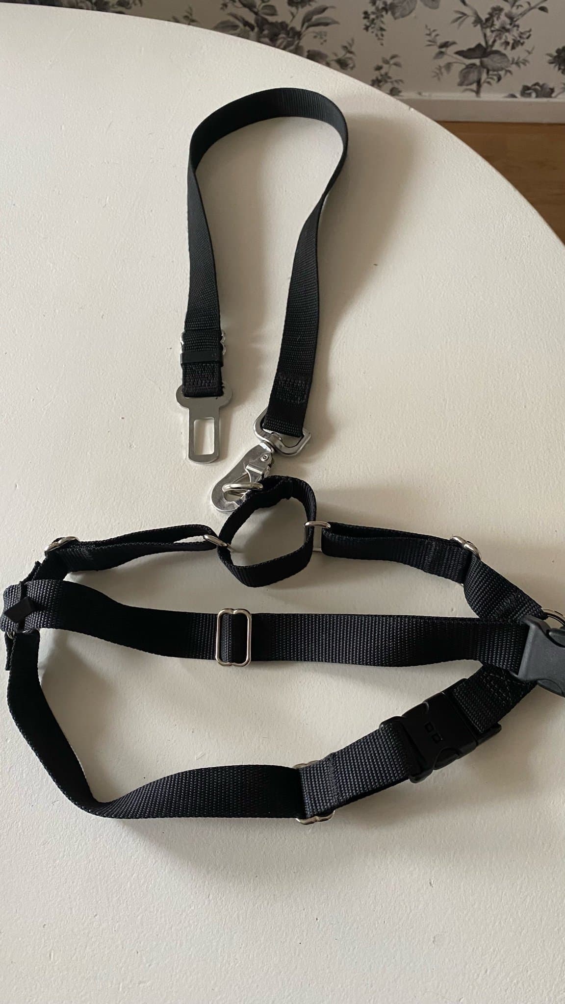 Bilbälte hund